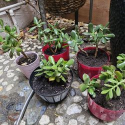 Jade Plant