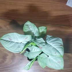 Milk Confetti Syngonium 