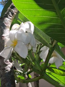 Multi Branched Plumeria tree