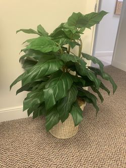 Silk Plant 