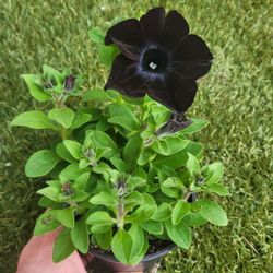 Rare Large Black Magic Petunia Flower Preorder Plants! Several Colors Available! 2026 Plants Are Available!
