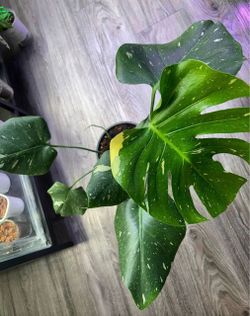 Big Monstera