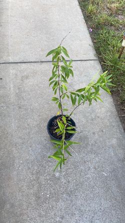 Arbol de durazno