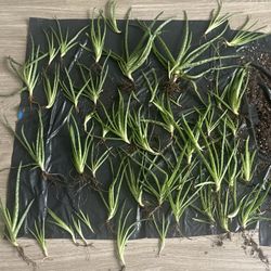 Aloe Vera Cuttings 
