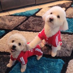 Adidog Winter Clothes For Dog, With Sweatpants