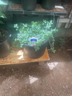 Spearmint chocolate plant