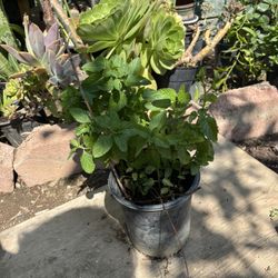 Mint Plant / Planta 