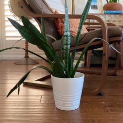 Snake Plant In Ceramic Pot