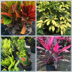 All 3 Gallon $8 Ea....minimum 60 Plants