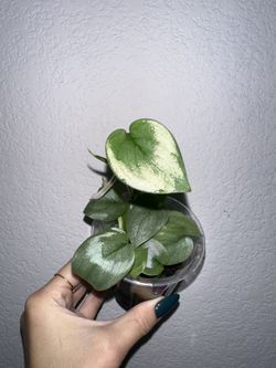 Scindapsus Silver Hero