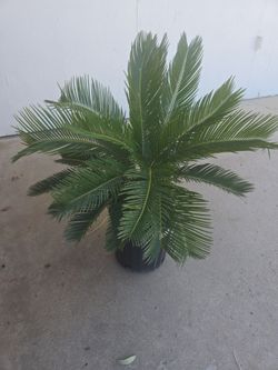 BEATIFUL END HEALTY  SAGA PLANT  .