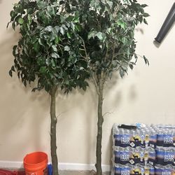 2 Large Plants 