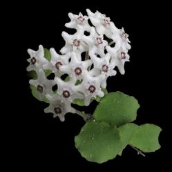 Hoya Kanyakumariana