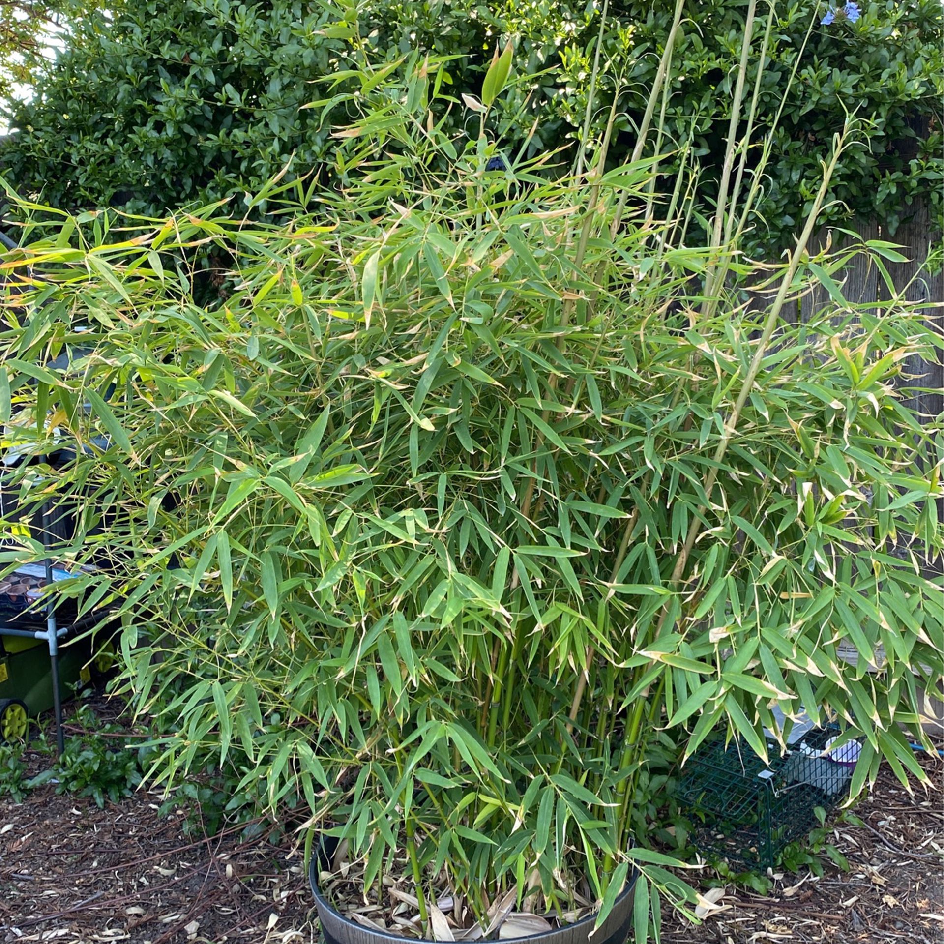Bamboo Plant To Sale _large Plant Need Truck