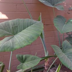 Elephant Ears