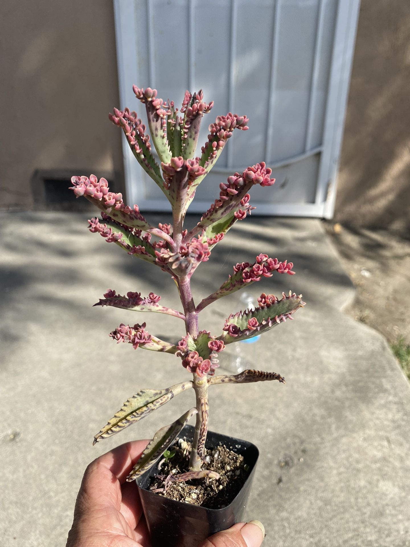 Succulent (pink)