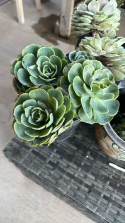 Succulents