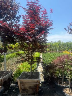 Bloodgood Japanese Maple Tree