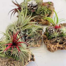Christmas Gift Idea- Wood Decor With Air Plants 
