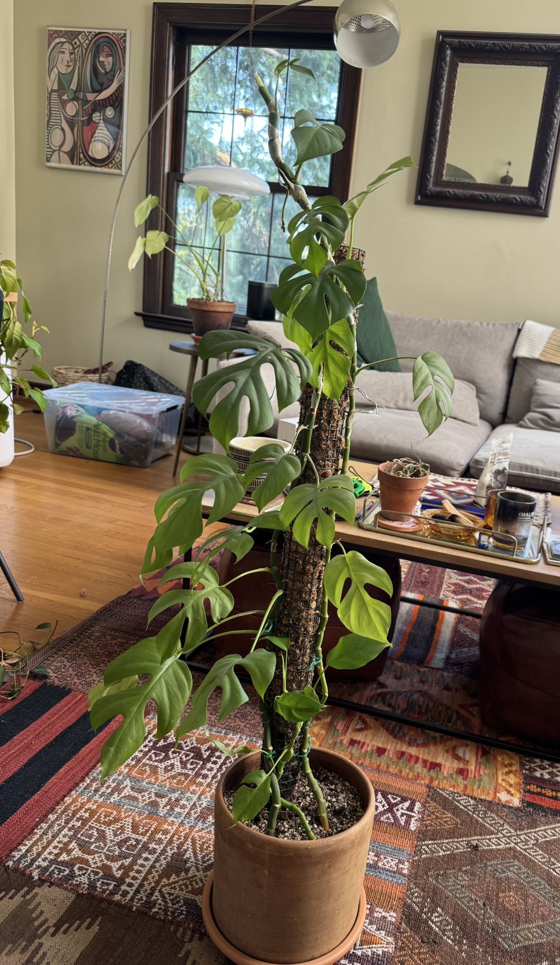 Raphidophora Tetrasperma (Mini Monstera)