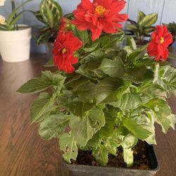 Outdoor Dahlias 