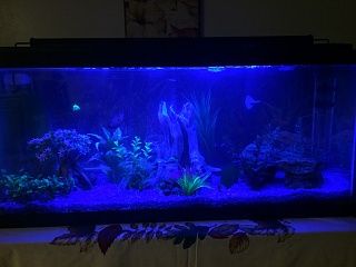 48"national geographic aquarium light