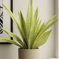 RARE Sansiviera Lauren - Snake Plant - Mother In law’s Tongue 
