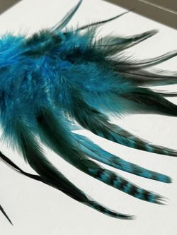 Pack of Feathers