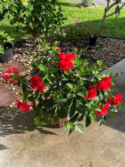 Hibiscus double red petals