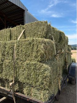 Fresh 2026 Alfalfa from Sherwood, Oregon