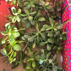 Jade Succulent Cuttings 