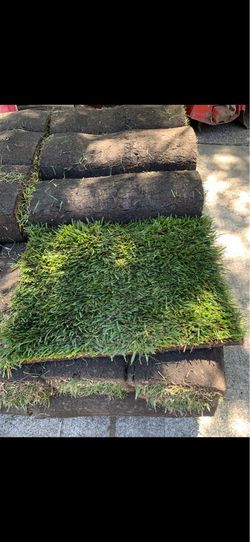 Fresh sod  260 square feet