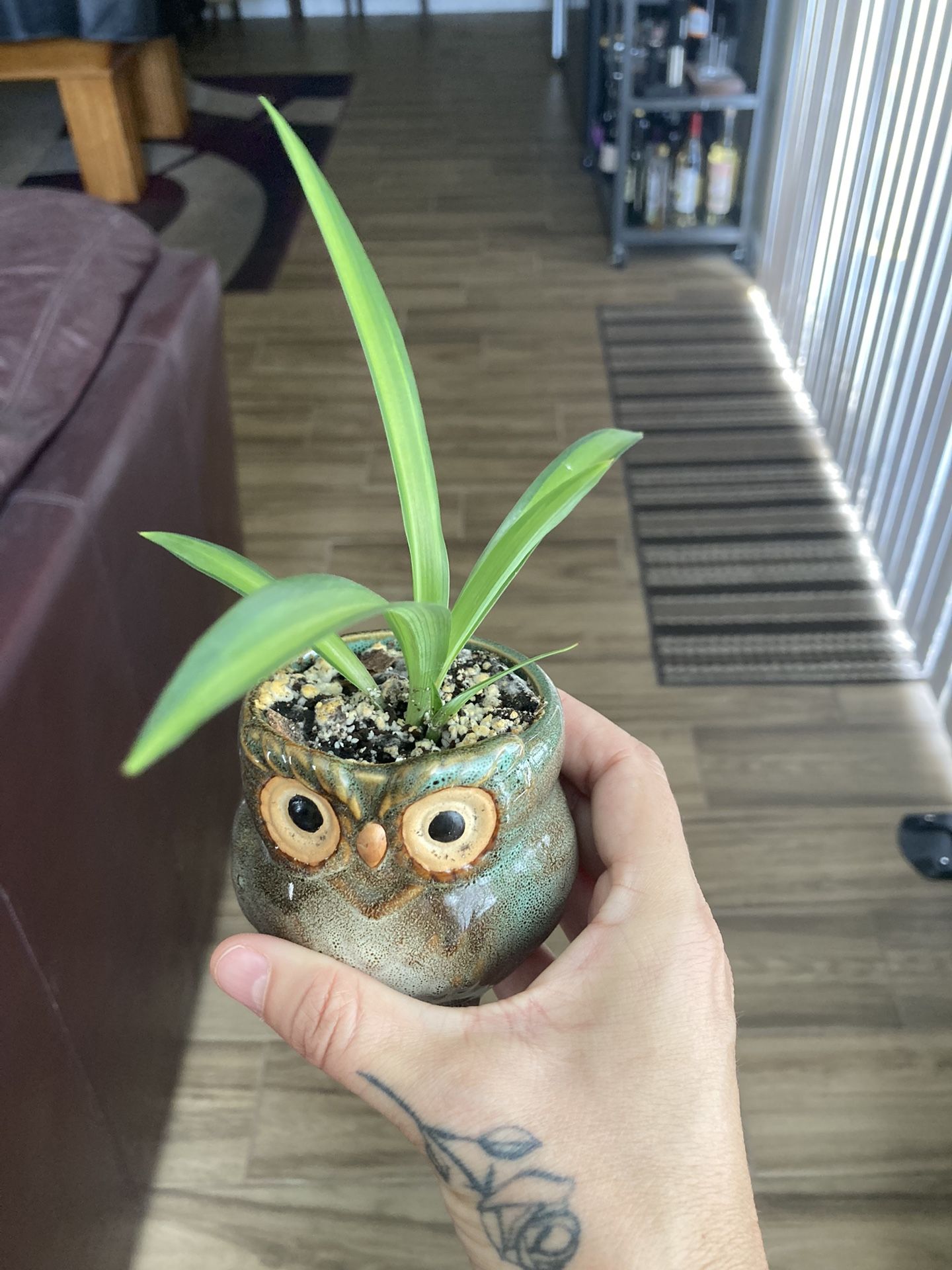 Spider Plants In Ceramic Pots