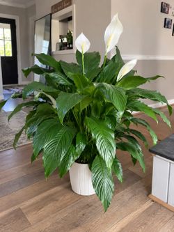 Lush Wide Leaf King Peace Lily Plant Starter/ indoor plant/ house Plant) flower patio garden