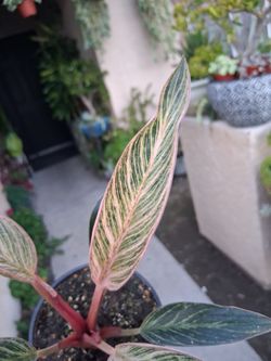 Philodendron PINK Birkin Plant $28