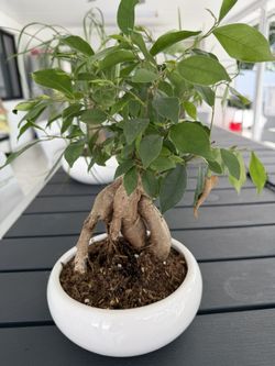 Bonsai Plant 