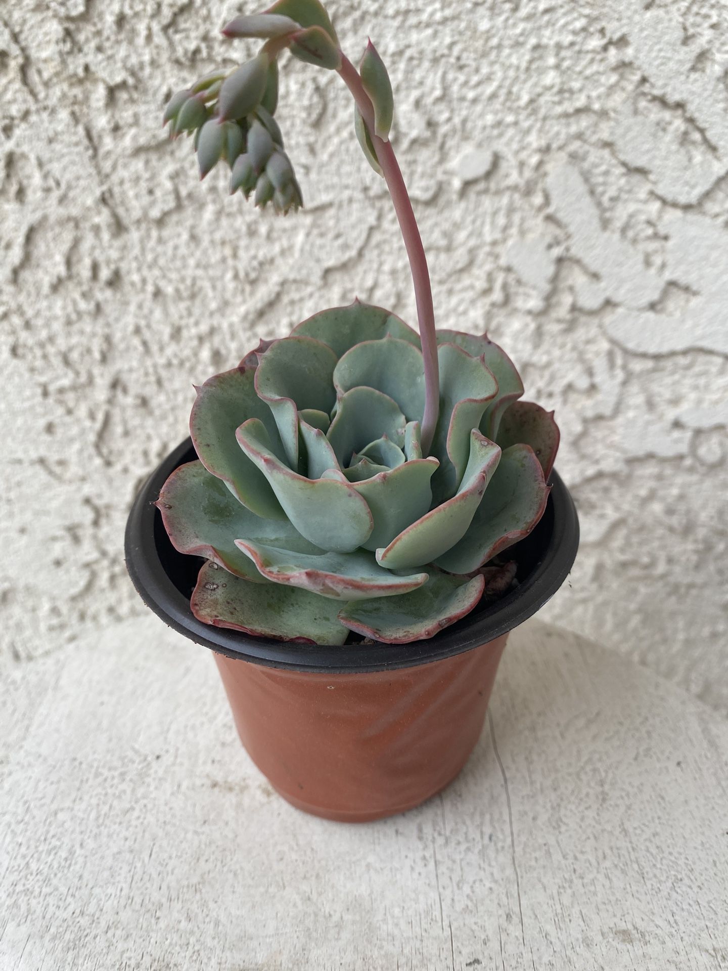 4 Inch Pot Succulent Plant - Echeveria Colorata - Red Top Queen - Rooted & Stablished - Drought Resistant - 🪴