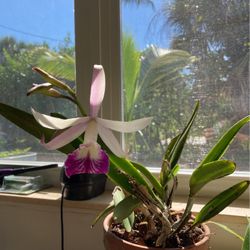 Pink and White Fragrant Brassavola Hybrid Orchid