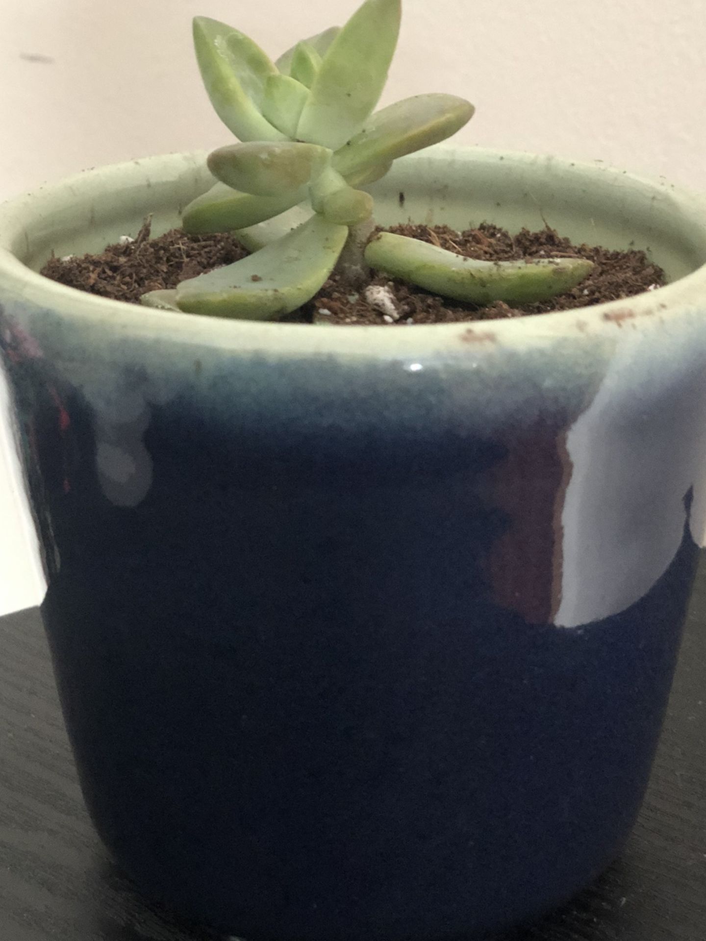 Sedum Succulent In Blue Pot