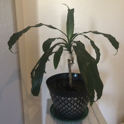 Dracaena Lisa Cane Live Plant