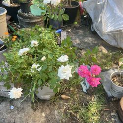 Mini Rose Bush 