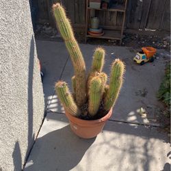 Cactus In Ceramic Pot