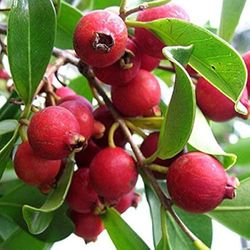 Ketley Strawberry guava and Ketley lemon guava