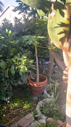 Papaya tree