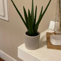 Pottery Barn Small 1” Ft Aloe Vera Artificial Plant 