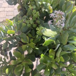 Jade Plant with Small Purple Flowers