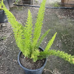 Foxtail Fern