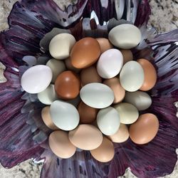 Fresh Cage Free Pasture Raised Eggs