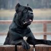 Insane 😜😜 Cane Corso