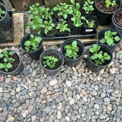 Tulasi Starter Plants